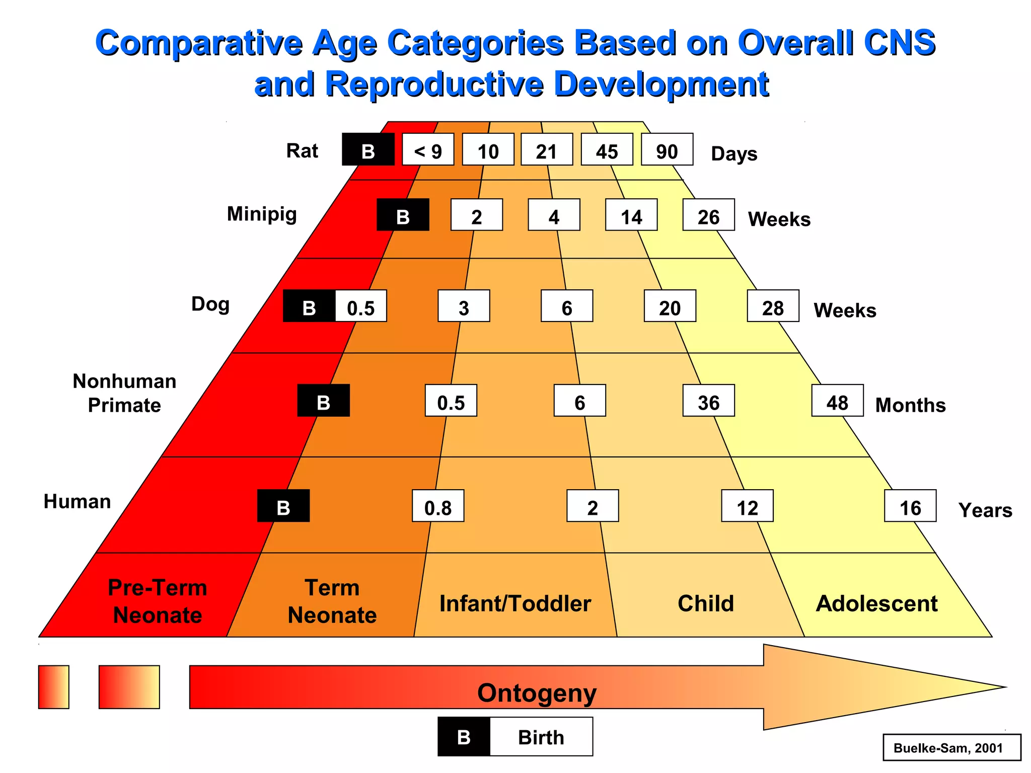 Comparative Age Categories Based on Overall CNS
and Reproductive Development
Rat

B

Minipig

Dog

Human

Pre-Term
Neonate

10

B

B

Nonhuman
Primate

<9

2

0.5

B

B

Term
Neonate

3

21

45

4

90
14

6

0.5

26

Weeks

20

6

0.8

Days

28

36

2

Infant/Toddler

48

12

Child

Weeks

Months

16

Years

Adolescent

Ontogeny
B

Birth

Buelke-Sam, 2001

 