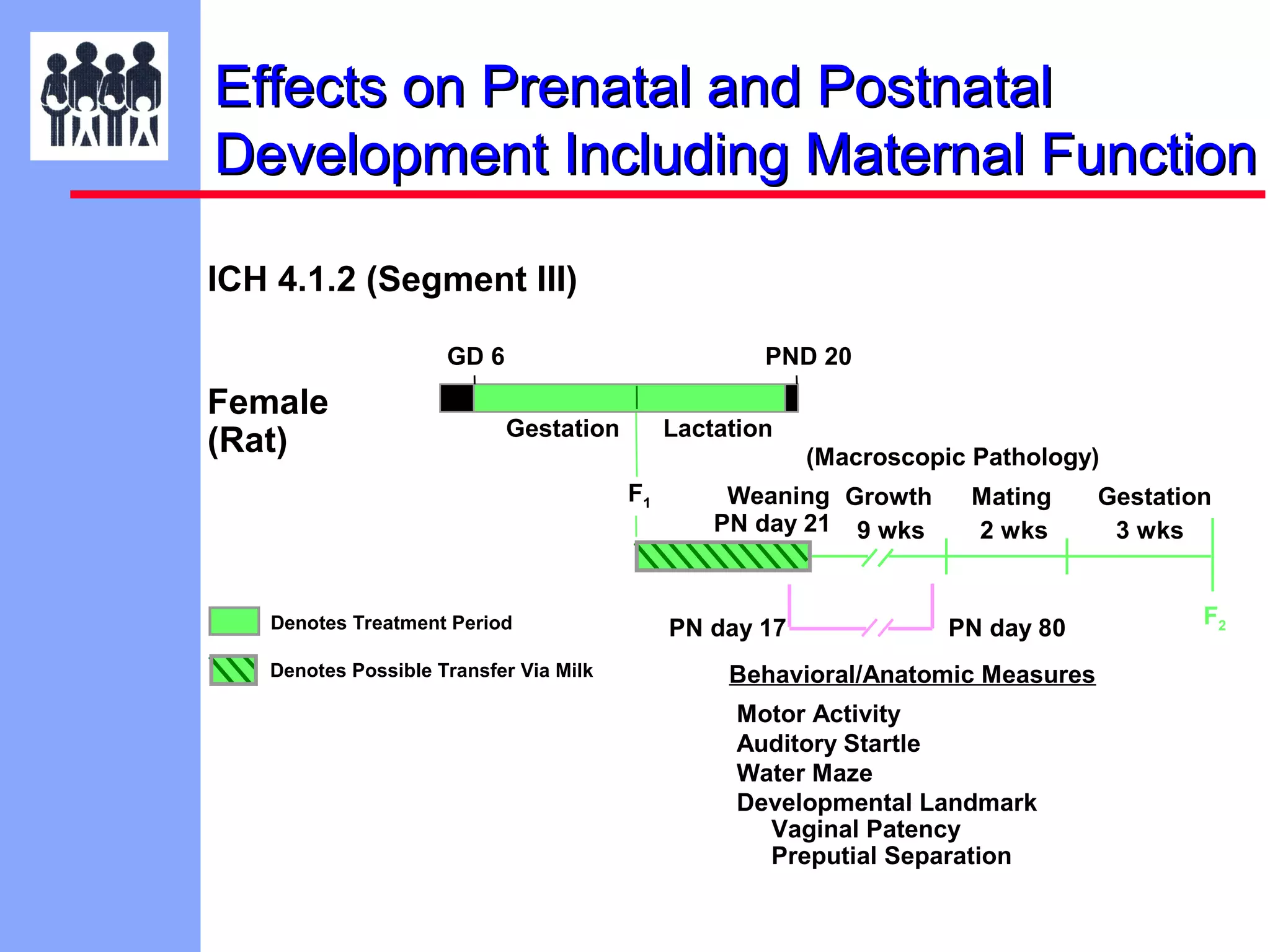 Effects on Prenatal and Postnatal
Development Including Maternal Function
ICH 4.1.2 (Segment III)
GD 6

Female
(Rat)

PND 20
Gestation

Lactation
(Macroscopic Pathology)
F1

Denotes Treatment Period
Denotes Possible Transfer Via Milk

Weaning Growth
PN day 21 9 wks

PN day 17

Mating
2 wks

PN day 80

Behavioral/Anatomic Measures
Motor Activity
Auditory Startle
Water Maze
Developmental Landmark
Vaginal Patency
Preputial Separation

Gestation
3 wks
F2

 