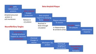 APP splits
beta-amyloid
proteins
am
Beta- amyloid
Protein
production Beta-amyloid
fragments clamping
forms plaques Plaques attached
To neuron
Microglia reacts
the plaques
Inflammatory
response
Tau proteins
Provide structural
Support to neuronal
microtubules Chemical
changes in
neuron Misshapen Tau
protein
Twisting &
tangling of
microtubules
Amyloid precursor
protein in
cell membrane Release in
circulation
in Hippocampus
& Cerebral cortex
Neurofibrillary Tangles
Beta-Amyloid Plaque
Neurofibrillary
Tangles
formation
Reached in
brain through
circulation
 