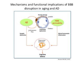 Mechanisms and functional implications of BBB
disruption in aging and AD
Neuron 85:231, 2015
 