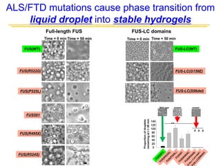 Full-length FUS FUS-LC domains
FUS(WT)
FUS(R522G)
FUS(P525L)
FUS501
FUS(R495X)
FUS(R524S)
Time = 0 min
FUS-LC(WT)
Time = 0 min
FUS-LC(G156E)
Time = 50 min Time = 50 min
FUS-LC(S96del)
Time = 50 min
ALS/FTD mutations cause phase transition from
liquid droplet into stable hydrogels
Wild type mutant mutant
0
20
40
60
80
100
120
140
Proportionofdroplets
remainingatt=50min
**
# # #
 
