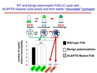 WT and benign polymorphic FUS-LC cycle well..
ALS/FTD mutants cycle poorly and form stable “irreversible” hydrogels
Wild type FUS
Benign polymorphism
ALS/FTD Mutant FUS
Droplet reversible gel irreversible gel
numberofcycles
beforeirreversibility
0
1
2
3
4
5
6
*
N.S.
23°C 4°C 23°C
 