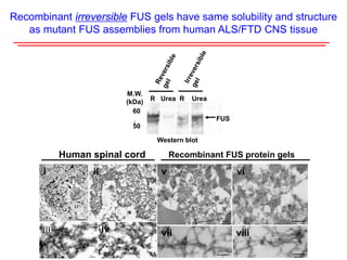 60
50
R Urea R Urea
M.W.
(kDa)
Western blot
FUS
Human spinal cord
i ii
iii iv
v vi
vii viii
Recombinant FUS protein gels
Recombinant irreversible FUS gels have same solubility and structure
as mutant FUS assemblies from human ALS/FTD CNS tissue
 