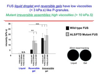 FUS liquid droplet and reversible gels have low viscosities
(< 3 kPa.s) like P-granules.
Mutant irreversible assemblies high viscosities (> 10 kPa.S)
Wild type FUS
ALS/FTD Mutant FUS
N.S.
**
Liquid Reversible Irreversible
gel gel
0
5
10
15
20
25
30
***
viscosity(kPas)
FUS(LC)-WT
FUS(LC)-S96del
FUS(LC)-G156E
FUS(LC)-WT
FUS(LC)-S96del
FUS(LC)-G156E
FUS(LC)-WT
FUS(LC)-S96del
FUS(LC)-G156E
20nm bead tracking
Liquid Gel
 