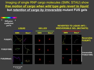 FUS(WT)
FUS(G156E)
FUS(S96del)
GELLED
REVERTED TO LIQUID (WT) ;
IRREVERSIBLE GEL (MUTANTS)LIQUID
0
1.3 µm
4
SMN Stau1 SMN Stau1 SMN Stau1
Diffusion
coefficient
µm2/s
Imaging of single RNP cargo molecules (SMN, STAU) show
free motion of cargo when wild type gels revert to liquid,
but retention of cargo by irreversible mutant FUS gels
Reversible
FUS(WT)
Irreversible
FUS(G156E)
 