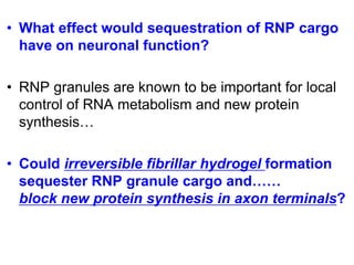 • What effect would sequestration of RNP cargo
have on neuronal function?
• RNP granules are known to be important for local
control of RNA metabolism and new protein
synthesis…
• Could irreversible fibrillar hydrogel formation
sequester RNP granule cargo and……
block new protein synthesis in axon terminals?
 