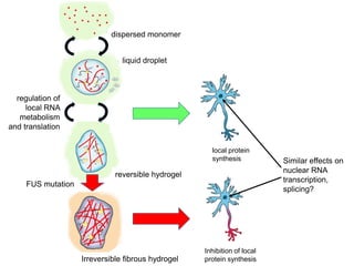 Inhibition of local
protein synthesis
dispersed monomer
liquid droplet
FUS mutation
local protein
synthesis
regulation of
local RNA
metabolism
and translation
reversible hydrogel
Irreversible fibrous hydrogel
Similar effects on
nuclear RNA
transcription,
splicing?
 