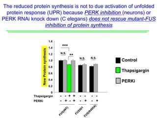 0.8
1.0
NewProteinsynthesis
1.2
0.4
0.6
N.S.
***
**
0
0.2
1.4
1.6
Thapsigargin - - + + - - - -
PERKi - + - + - + - +
N.S. N.S.
The reduced protein synthesis is not to due activation of unfolded
protein response (UPR) because PERK inhibition (neurons) or
PERK RNAi knock down (C elegans) does not rescue mutant-FUS
inhibition of protein synthesis
Control
Thapsigargin
PERKi
 