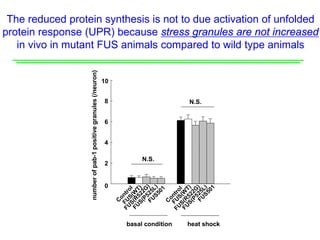 The reduced protein synthesis is not to due activation of unfolded
protein response (UPR) because stress granules are not increased
in vivo in mutant FUS animals compared to wild type animals
8
numberofpab-1positivegranules(/neuron)
4
6
N.S.
N.S.
0
2
basal condition heat shock
10
 