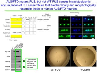 ALS/FTD mutant FUS, but not WT FUS causes intracytoplasmic
accumulation of FUS assemblies that biochemically and morphologically
resemble those in human ALS/FTD neurons
Conventional
amyloids not
soluble in
2%SDS and
8M Urea
WT-FUS FUS501
 