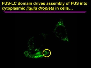 FUS-LC domain drives assembly of FUS into
cytoplasmic liquid droplets in cells…
 