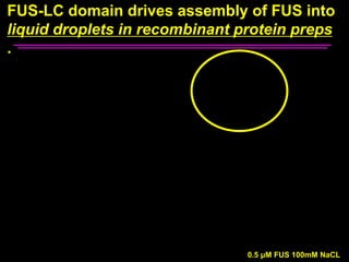 FUS-LC domain drives assembly of FUS into
liquid droplets in recombinant protein preps
.
0.5 μM FUS 100mM NaCL
 