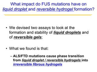 What impact do FUS mutations have on
liquid droplet and reversible hydrogel formation?
• We devised two assays to look at the
formation and stability of liquid droplets and
of reversible gels;
• What we found is that:
– ALS/FTD mutations cause phase transition
from liquid droplet / reversible hydrogels into
irreversible fibrous hydrogels
 