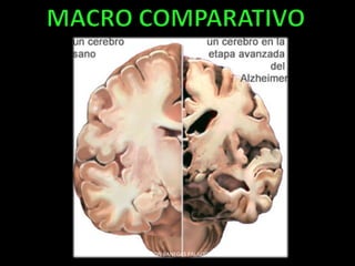 ALISON BANEGAS PALACIOS
 