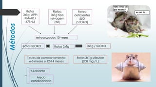 Métodos Ratos
3xTg: APP;
KM670 /
671NL)
Ratos:
3xTg tipo
selvagem
(WT)
Ratos:
deficientes
5LO
(5LOKO)
retrocruzados 10 vezes
3xTg / 5LOKO
Testes de comportamento:
6-8 meses e 12-14 meses
Ratos 3xTgRatos 5LOKO
Ratos 3xTg: zileuton
(200 mg / L)
Y-Labirinto
Medo
condicionado
 