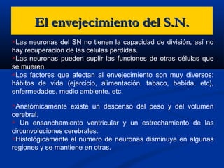 El envejecimiento del S.N.El envejecimiento del S.N.
Las neuronas del SN no tienen la capacidad de división, así no
hay recuperación de las células perdidas.
Las neuronas pueden suplir las funciones de otras células que
se mueren.
Los factores que afectan al envejecimiento son muy diversos:
hábitos de vida (ejercicio, alimentación, tabaco, bebida, etc),
enfermedades, medio ambiente, etc.
Anatómicamente existe un descenso del peso y del volumen
cerebral.
 Un ensanchamiento ventricular y un estrechamiento de las
circunvoluciones cerebrales.
Histológicamente el número de neuronas disminuye en algunas
regiones y se mantiene en otras.
 