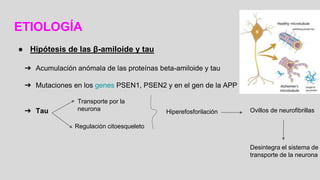 ETIOLOGÍA
● Hipótesis de las β-amiloide y tau
➔ Acumulación anómala de las proteínas beta-amiloide y tau
➔ Mutaciones en los genes PSEN1, PSEN2 y en el gen de la APP
➔ Tau
Regulación citoesqueleto
Transporte por la
neurona Hiperefosforilación Ovillos de neurofibrillas
Desintegra el sistema de
transporte de la neurona
 