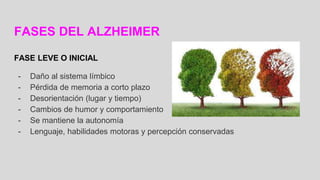 FASES DEL ALZHEIMER
FASE LEVE O INICIAL
- Daño al sistema límbico
- Pérdida de memoria a corto plazo
- Desorientación (lugar y tiempo)
- Cambios de humor y comportamiento
- Se mantiene la autonomía
- Lenguaje, habilidades motoras y percepción conservadas
 