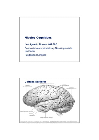Niveles Cognitivos

Luis Ignacio Brusco, MD PhD
Centro de Neuropsiquiatría y Neurología de la
Conducta
Fundación Humanas




Corteza cerebral
 