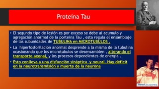 Proteina Tau
• El segundo tipo de lesión es por exceso se debe al acumulo y
agregación anormal de la porteina Tau , esta regula el ensamblaje
de las subunidades de TUBULINA en MICROTUBULOS .
• La hiperfosforilacion anormal desprende a la misma de la tubulina
ocasionando que los microtubulos se desensamblen , alterando el
transporte axonal, y los procesos dependientes de energía .
• Esto conlleva a una disfunción sináptica y neural. Hay déficit
en la neurotransmisión y muerte de la neurona
 