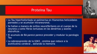 Proteina Tau
• La Tau hiperfosforilada se polimerisa en filamentos helicoidales
pareados y se acumulan intraneuronal.
• Se hallan a manera de ovillos neurofibrilares en el cuerpo de la
neurona y como fibras tortuosas en las dendritas y axones
distroficos .
• El acumulo de BA parece parece preceder y modular la parologia
Tau
• La sobreexpresión de la GSK3 , enzima que reduce a la
acetilcolina cerebral , dañando la memoria
 