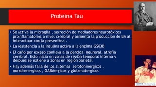 Proteina Tau
• Se activa la microglia , secreción de mediadores neurotóxicos
proinflamatorios a nivel cerebral y aumenta la producción de BA al
interactuar con la presenilina .
• La resistencia a la insulina activa a la enzima GSK3B
• El daño por exceso conlleva a la perdida neuronal, atrofia
cerebral. Esto inicia en zonas de región temporal interna y
después se extiene a zonas en región parietal
• Hay además falla de los sistemas serotoninergicos ,
noradrenergicos , GABAergicos y glutamatergicos
 