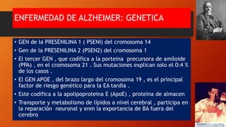 ENFERMEDAD DE ALZHEIMER: GENETICA
• GEN de la PRESENILINA 1 ( PSENI) del cromosoma 14
• Gen de la PRESENILINA 2 (PSEN2) del cromosoma 1
• El tercer GEN , que codifica a la porteina precursora de amiloide
(PPA) , en el cromosoma 21 . Sus mutaciones explican solo el 0:4 %
de los casos .
• El GEN APOE , del brazo largo del cromosoma 19 , es el principal
factor de riesgo genético para la EA tardia .
• Este codifica a la apolipoproteina E (ApoE) , proteína de almacen
• Transporte y metabolismo de lípidos a nivel cerebral , participa en
la reparación neuronal y enm la exportancia de BA fuera del
cerebro
 