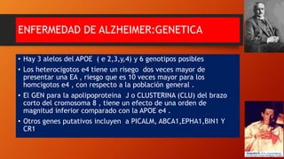 ENFERMEDAD DE ALZHEIMER:GENETICA
• Hay 3 alelos del APOE ( e 2,3,y,4) y 6 genotipos posibles
• Los heterocigotos e4 tiene un risego dos veces mayor de
presentar una EA , riesgo que es 10 veces mayor para los
homcigotos e4 , con respecto a la población general .
• El GEN para la apolipoproteina J o CLUSTERINA (CLU) del brazo
corto del cromosoma 8 , tiene un efecto de una orden de
magnitud inferior comparado con la APOE e4 .
• Otros genes putativos incluyen a PICALM, ABCA1,EPHA1,BIN1 Y
CR1
 