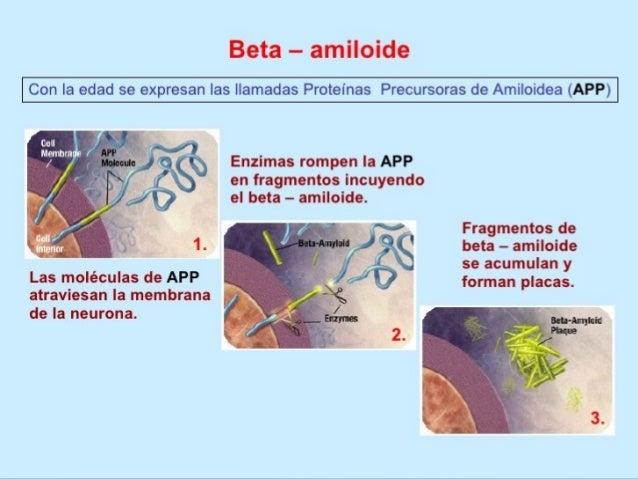 ALZHEIMER (Mecanismos de acción)
