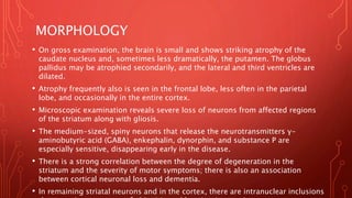 MORPHOLOGY
• On gross examination, the brain is small and shows striking atrophy of the
caudate nucleus and, sometimes less dramatically, the putamen. The globus
pallidus may be atrophied secondarily, and the lateral and third ventricles are
dilated.
• Atrophy frequently also is seen in the frontal lobe, less often in the parietal
lobe, and occasionally in the entire cortex.
• Microscopic examination reveals severe loss of neurons from affected regions
of the striatum along with gliosis.
• The medium-sized, spiny neurons that release the neurotransmitters γ-
aminobutyric acid (GABA), enkephalin, dynorphin, and substance P are
especially sensitive, disappearing early in the disease.
• There is a strong correlation between the degree of degeneration in the
striatum and the severity of motor symptoms; there is also an association
between cortical neuronal loss and dementia.
• In remaining striatal neurons and in the cortex, there are intranuclear inclusions
 