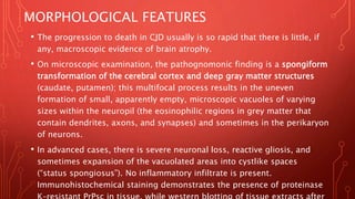 MORPHOLOGICAL FEATURES
• The progression to death in CJD usually is so rapid that there is little, if
any, macroscopic evidence of brain atrophy.
• On microscopic examination, the pathognomonic finding is a spongiform
transformation of the cerebral cortex and deep gray matter structures
(caudate, putamen); this multifocal process results in the uneven
formation of small, apparently empty, microscopic vacuoles of varying
sizes within the neuropil (the eosinophilic regions in grey matter that
contain dendrites, axons, and synapses) and sometimes in the perikaryon
of neurons.
• In advanced cases, there is severe neuronal loss, reactive gliosis, and
sometimes expansion of the vacuolated areas into cystlike spaces
(“status spongiosus”). No inflammatory infiltrate is present.
Immunohistochemical staining demonstrates the presence of proteinase
 