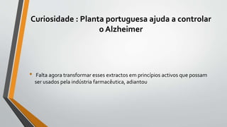 Curiosidade : Planta portuguesa ajuda a controlar
o Alzheimer
• Falta agora transformar esses extractos em princípios activos que possam
ser usados pela indústria farmacêutica, adiantou
 