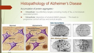 Histopathology of Alzheimer’s Disease
Accumulation of protein aggregates:-
 Intracellular: neurofibrillary tangles consisting mostly of Tau, a microtubule-
associated protein.
 Extracellular: deposition of amyloid (Aβ42) plaques. This leads to
progressive cortical cell loss and cortical atrophy
 