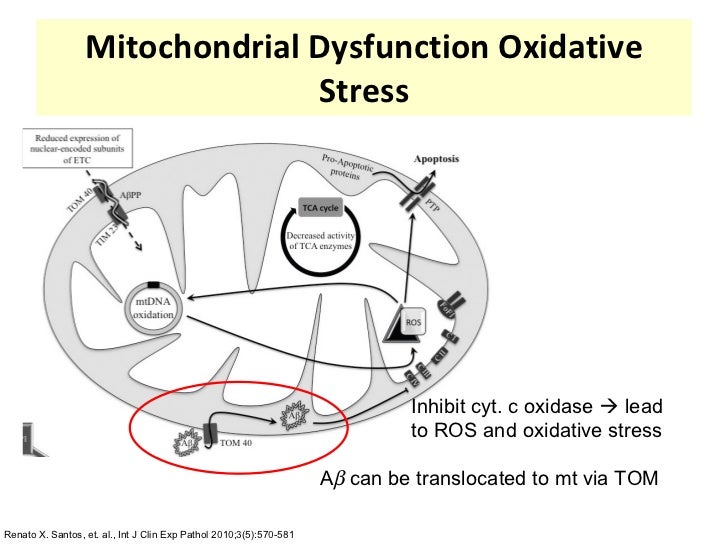 structural and functional characterization of