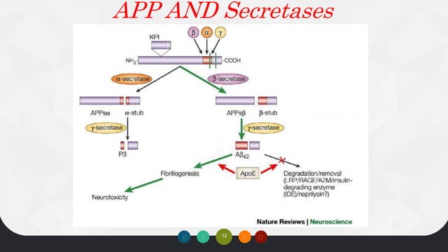 Biochemistry of Alzheimers disease | PPTX | Brain and Nervous System ...