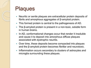 Plaques
 Neuritic or senile plaques are extracellular protein deposits of
fibrils and amorphous aggregates of β-amyloid protein.
 This formed protein is central to the pathogenesis of AD.
 The β-amyloid protein is present in a non-toxic, soluble form
in human brains.
 In AD, conformational changes occur that render it insoluble
and cause it to deposit into amorphous diffuse plaques
associated with dystrophic neuritis.
 Over time, these deposits become compacted into plaques
and the β-amyloid protein becomes fibrillar and neurotoxic.
 Inflammation occurs secondary to clusters of astrocytes and
microglia surrounding these plaques.
 