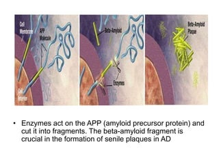 • Enzymes act on the APP (amyloid precursor protein) and
cut it into fragments. The beta-amyloid fragment is
crucial in the formation of senile plaques in AD
 