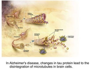 In Alzheimer's disease, changes in tau protein lead to the
disintegration of microtubules in brain cells.
 
