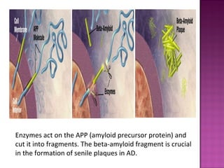 Enzymes act on the APP (amyloid precursor protein) and
cut it into fragments. The beta-amyloid fragment is crucial
in the formation of senile plaques in AD.
 