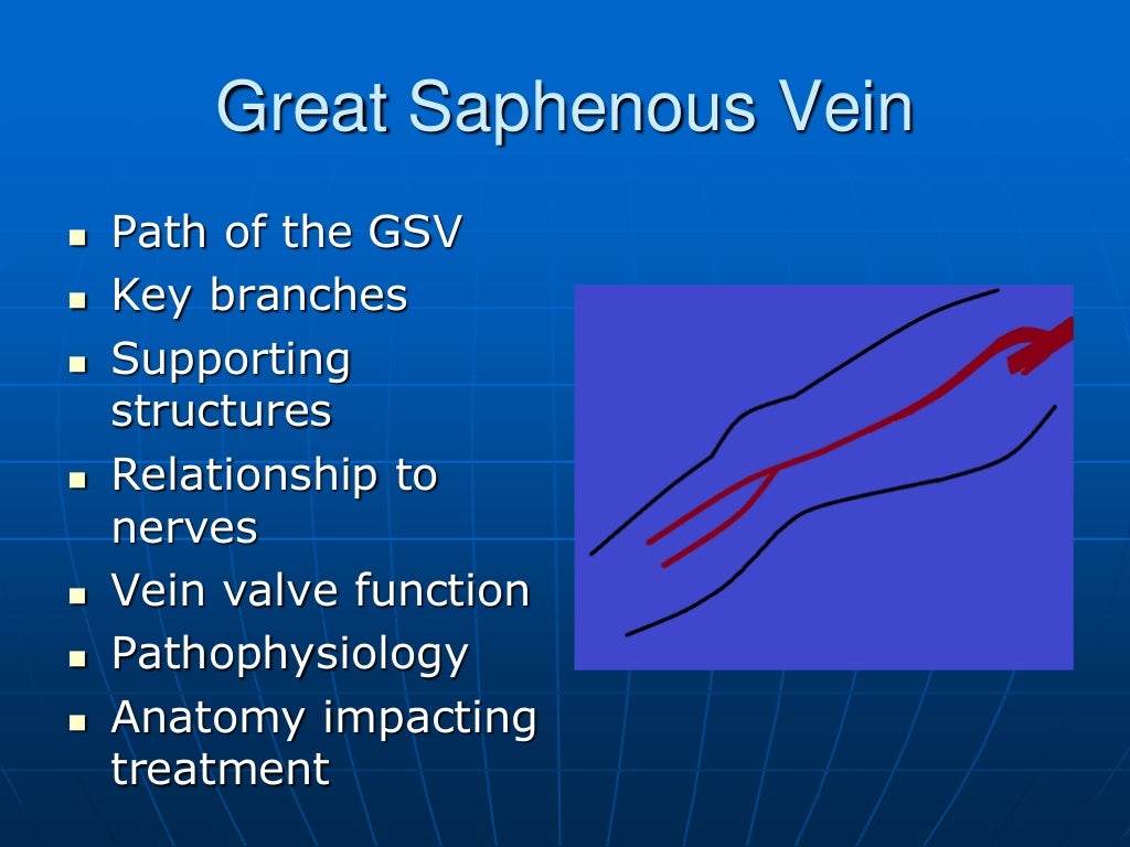 The Great Saphenous Vein