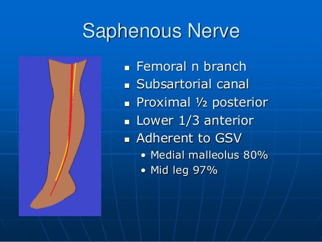 The Great Saphenous Vein