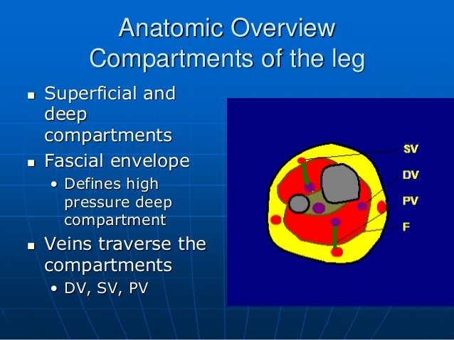 fascial compartments of leg fascial compartments of leg