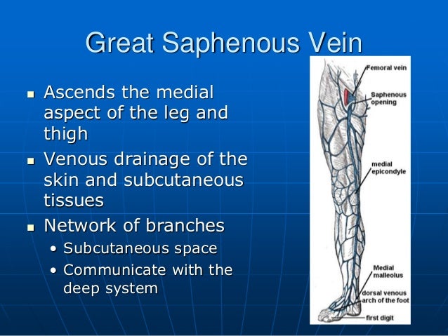 The Great Saphenous Vein
