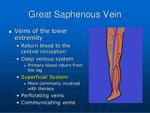 The Great Saphenous Vein