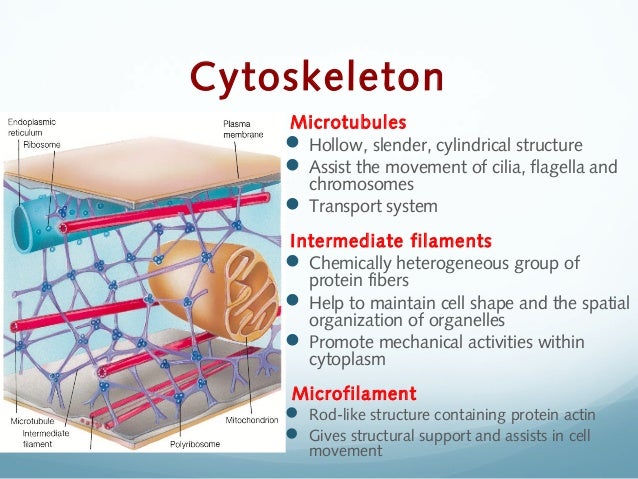 Animal Morphology : Cells, Tissues, Organs and Organ ...