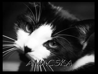 A MACSKAA MACSKA
 