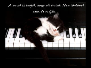  A macskák tudják, hogy mit érzünk. Nem tör dnekő
vele, de tudják.
 