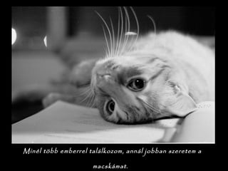 Minél több emberrel találkozom, annál jobban szeretem a
macskámat.
 