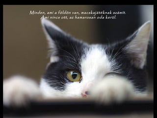 Minden, ami a földön van, macskajátéknak számít.
Ami nincs ott, az hamarosan oda kerül.
 