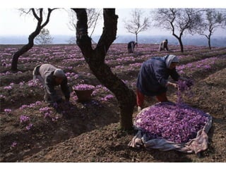 A magia da Fotografia